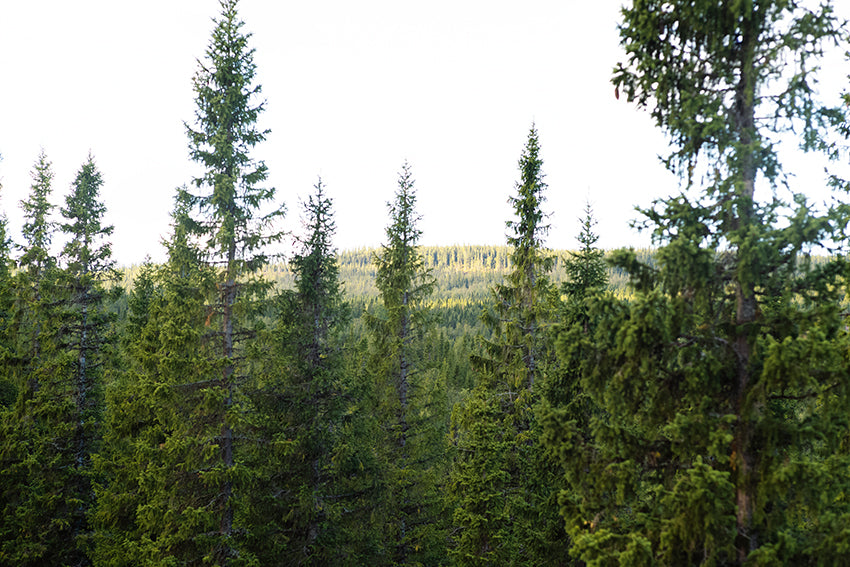 Svensk skog en solig sommardag