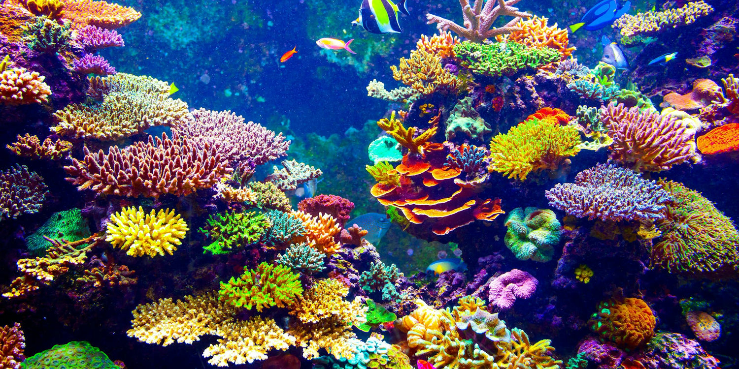 Färgglada korallrev med fiskar simmandes i havet
